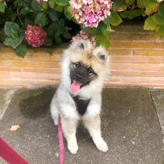 Learnin how to live with hoomans. 

#pandemicpuppy #keeshond #keeshondsofinstagram #puppytraining #floof #floofsofinstagram #sitstay #dogsmile #smol #happydog #dogtraining #positivereinforcementtraining #gimme
